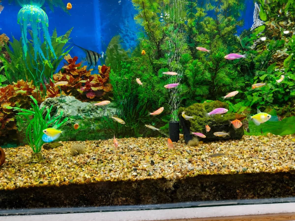 Peces y acuarios: acuarismo en San Juan